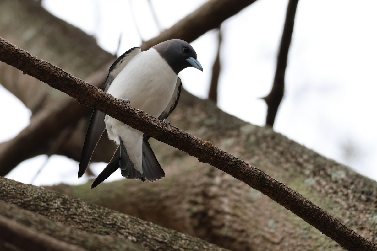White-breasted Woodswallow - ML646889794