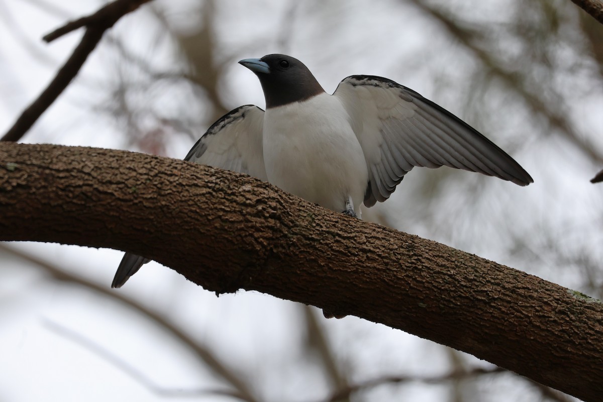 White-breasted Woodswallow - ML646889796