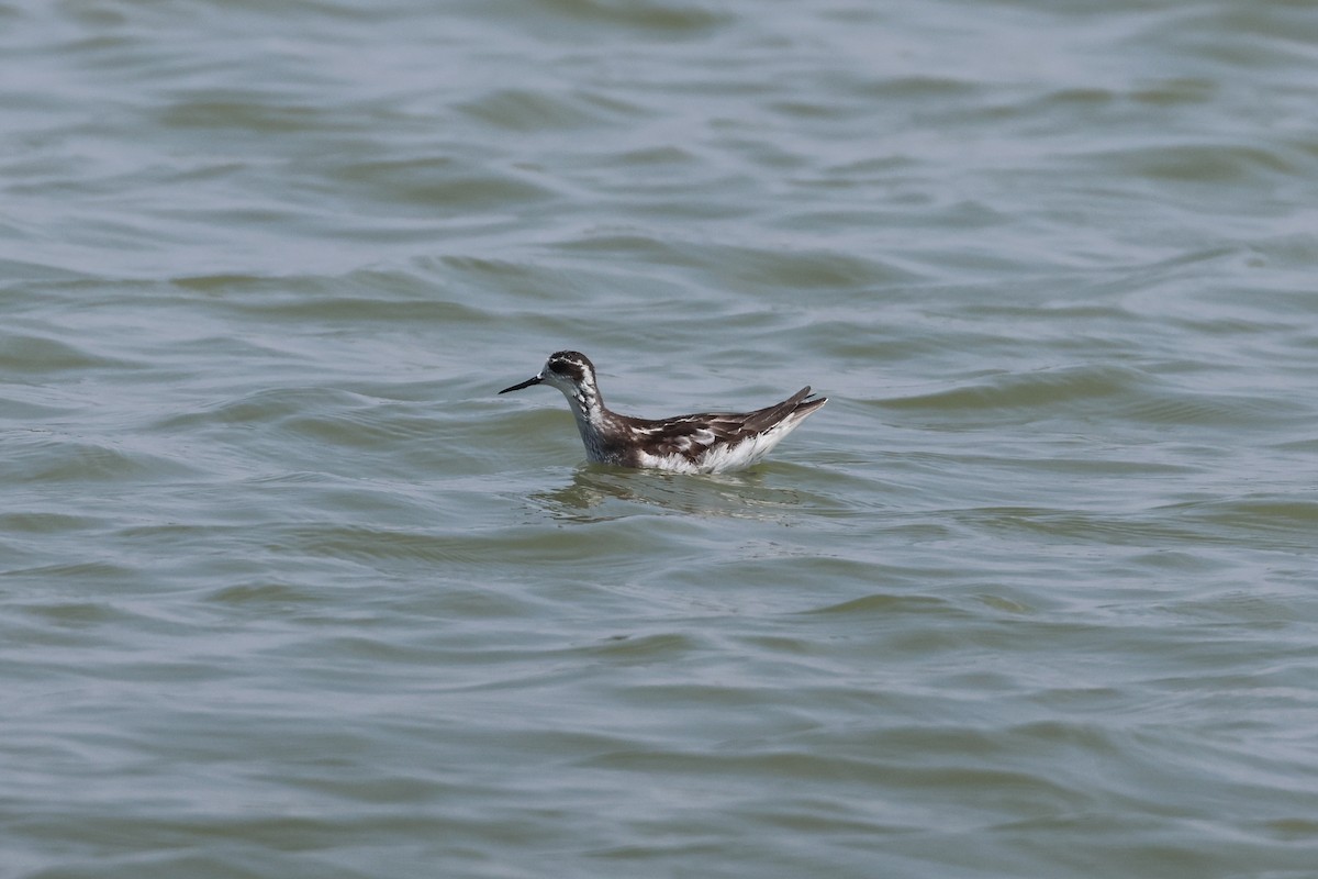 Red-necked Phalarope - ML646889800