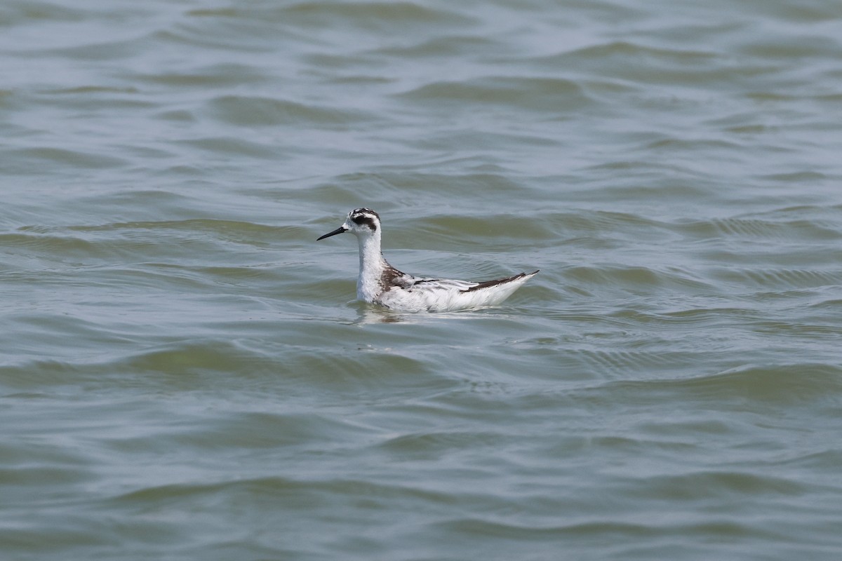 Red-necked Phalarope - ML646889801
