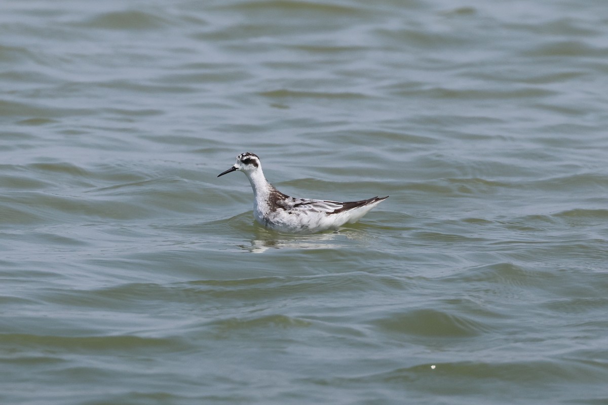 Red-necked Phalarope - ML646889802