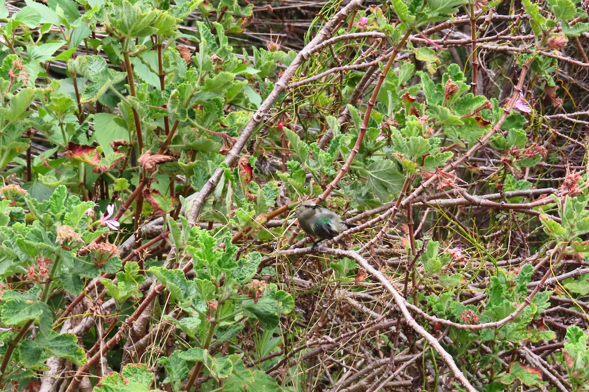 Southern Double-collared Sunbird - ML646889812