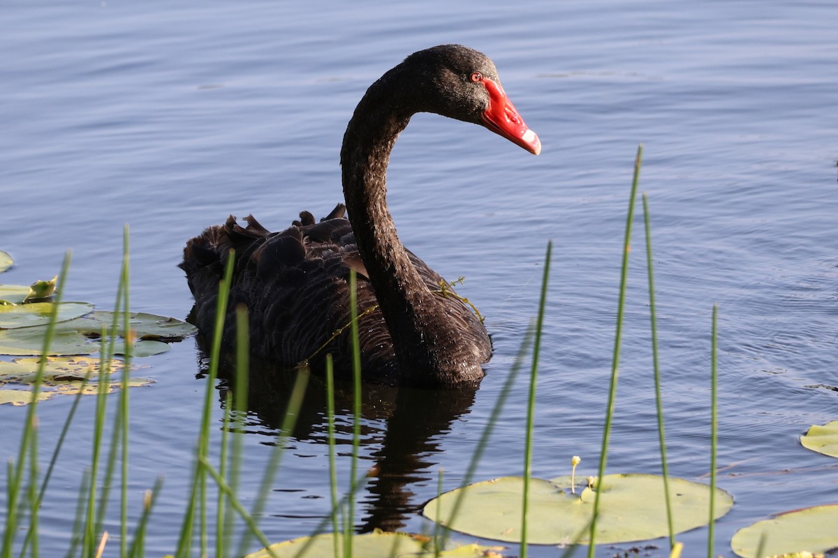 Black Swan - ML646889814