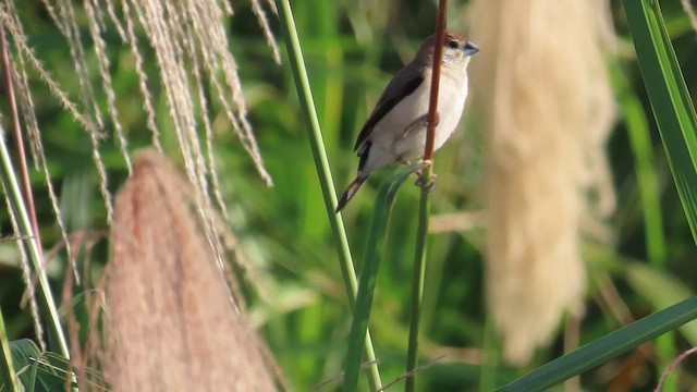 Indian Silverbill - ML646889817