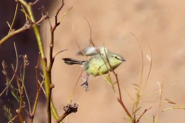 Rabicano Mayor - ML646889824