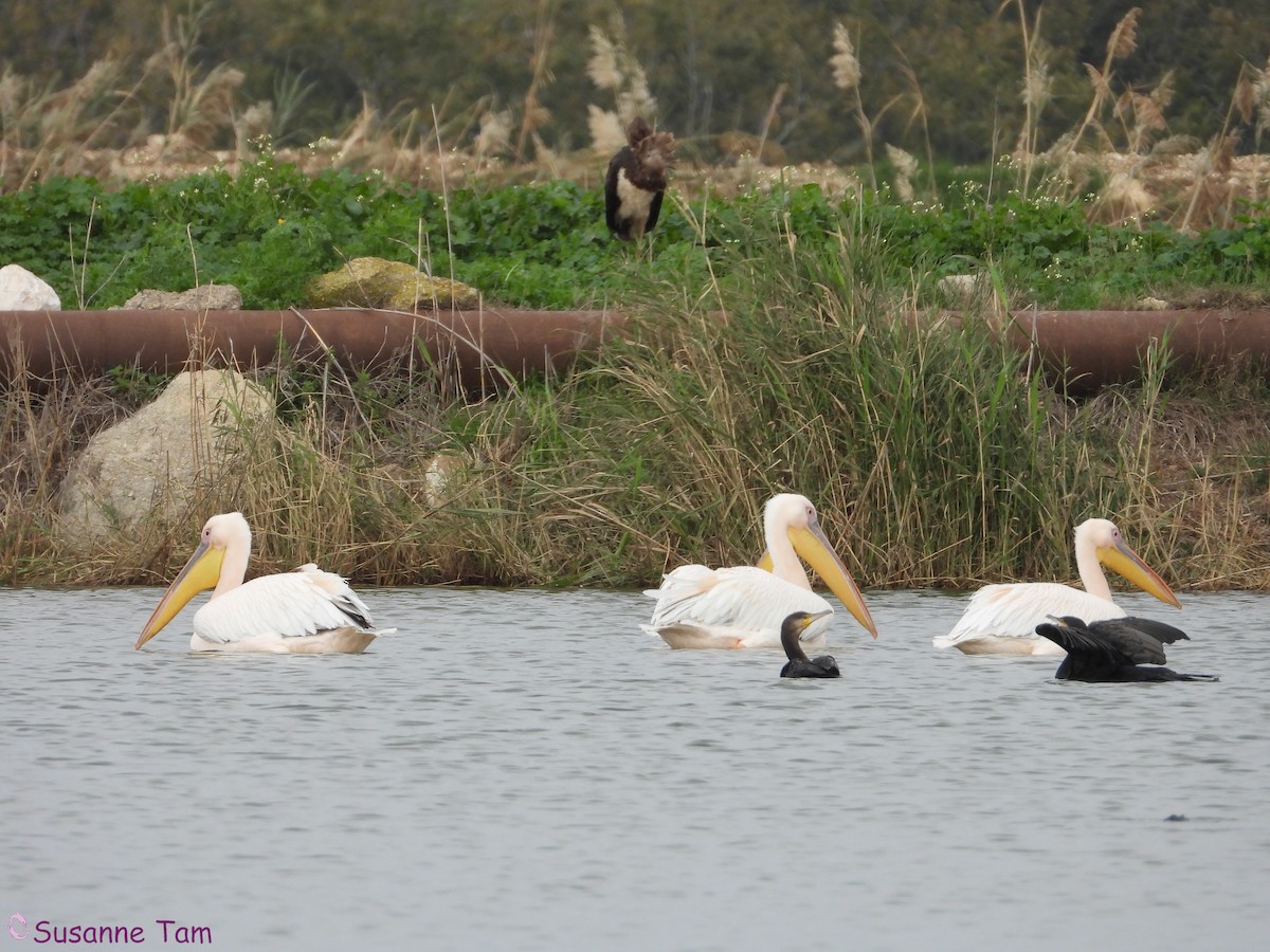 pelikán bílý - ML646889825