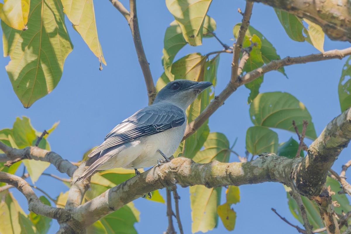 オオオニサンショウクイ - ML646889831