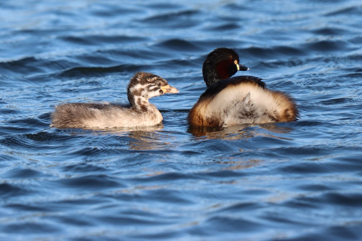 Australasian Grebe - ML646889838
