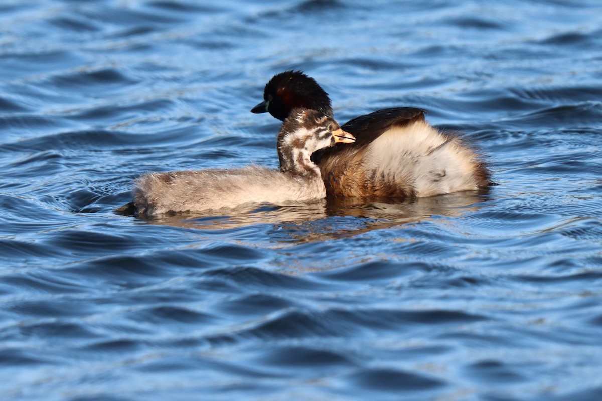 Australasian Grebe - ML646889839