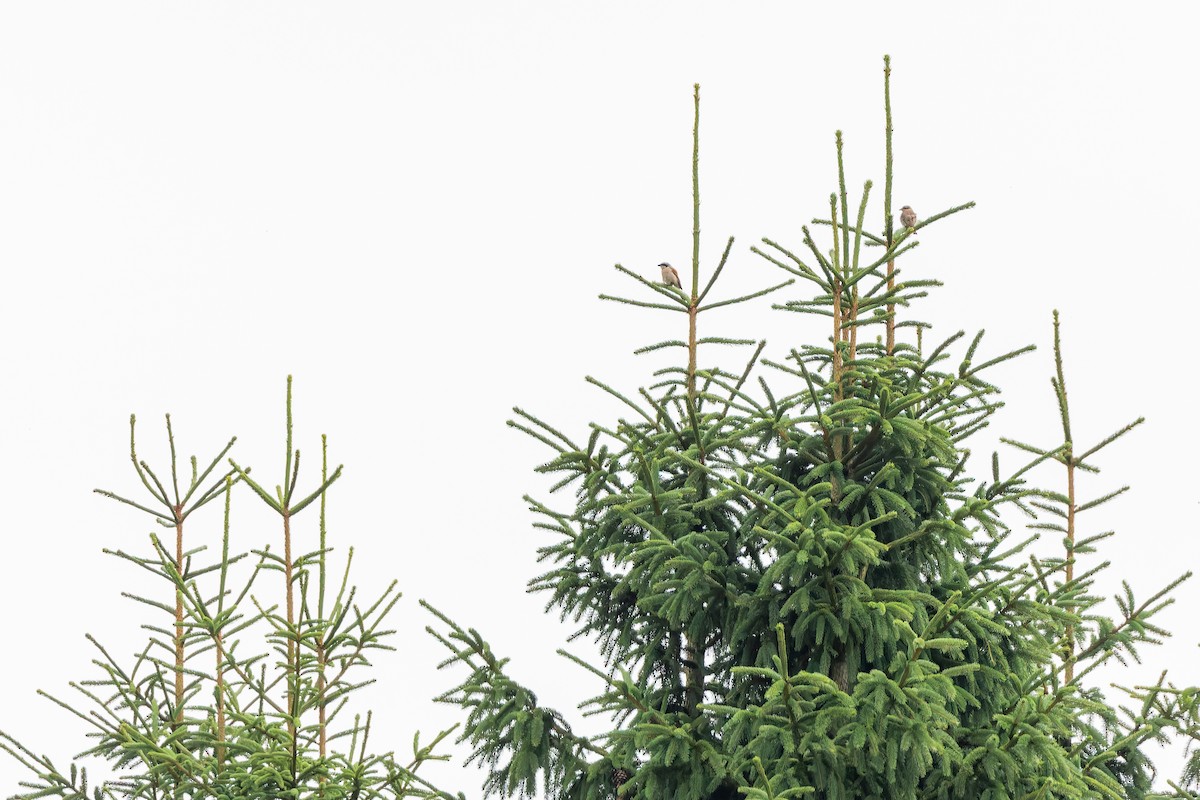 ťuhýk obecný - ML646889844