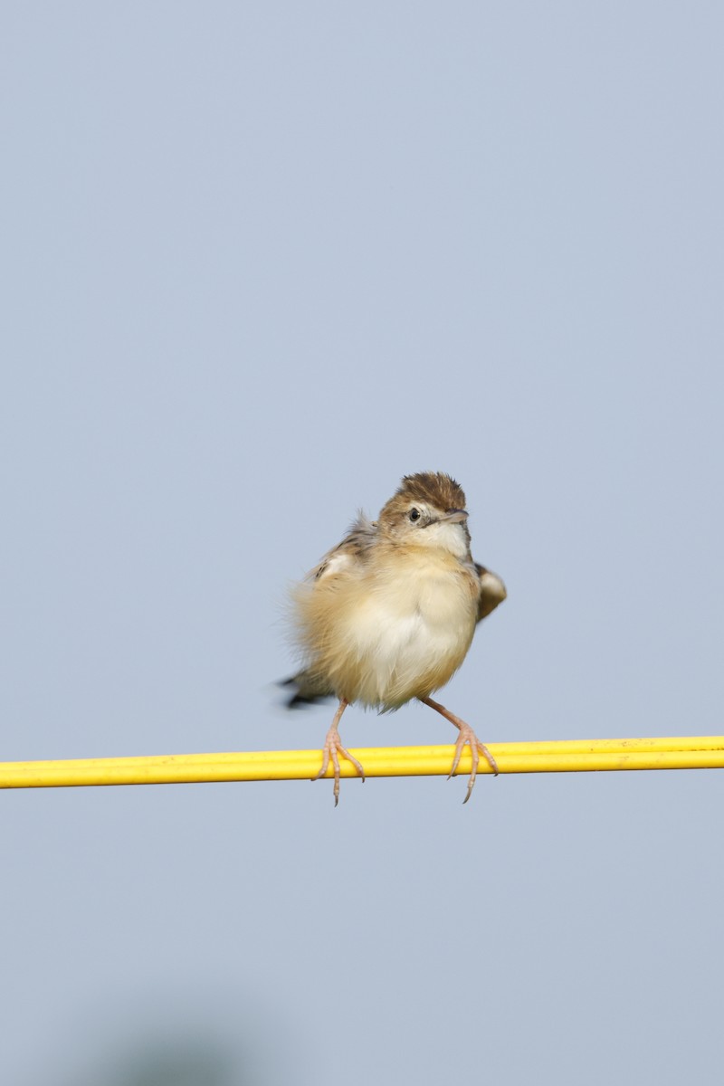 Zitting Cisticola - ML646889847