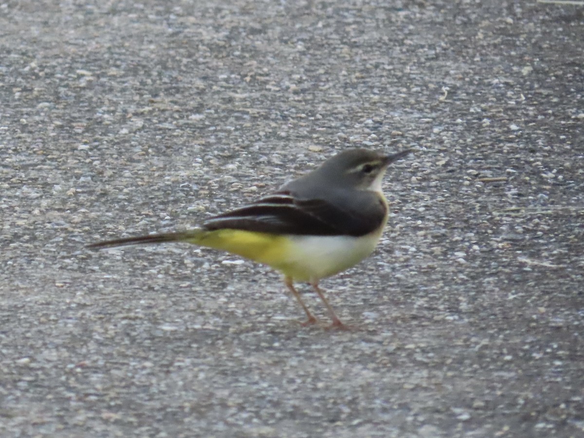 Gray Wagtail - ML646889849