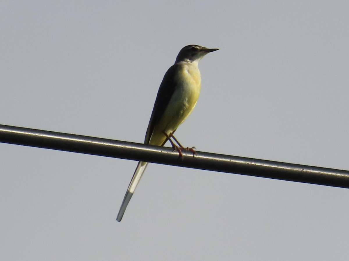 Gray Wagtail - ML646889850