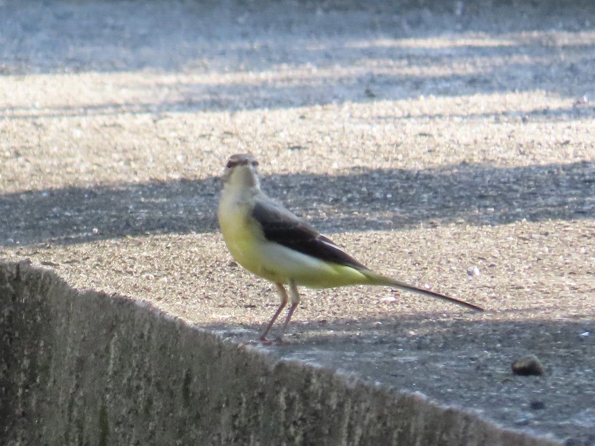 Gray Wagtail - ML646889851