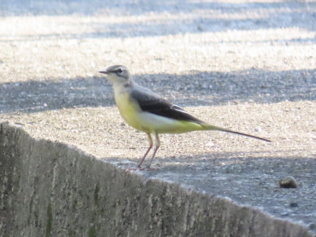 Gray Wagtail - ML646889852