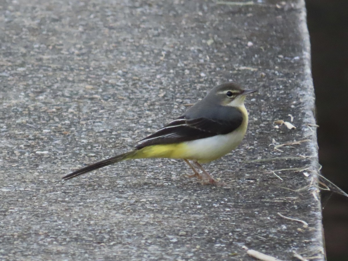 Gray Wagtail - ML646889853