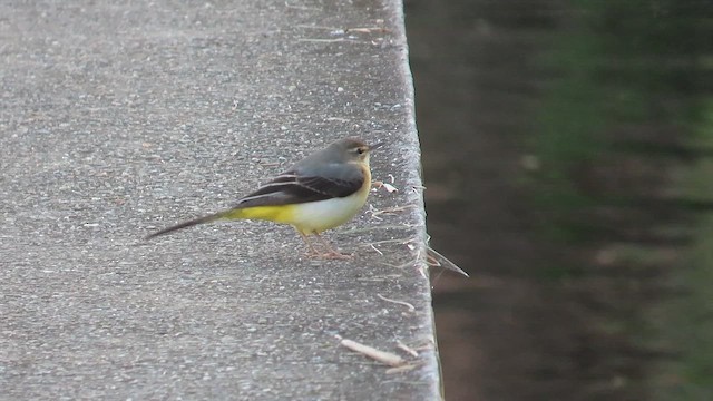 Gray Wagtail - ML646889854