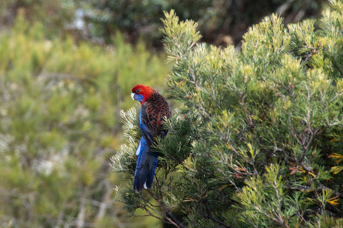 Crimson Rosella - ML646889855
