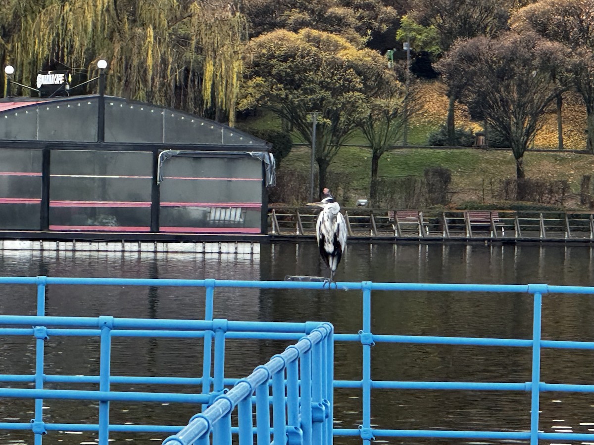 Gray Heron - ML646889856