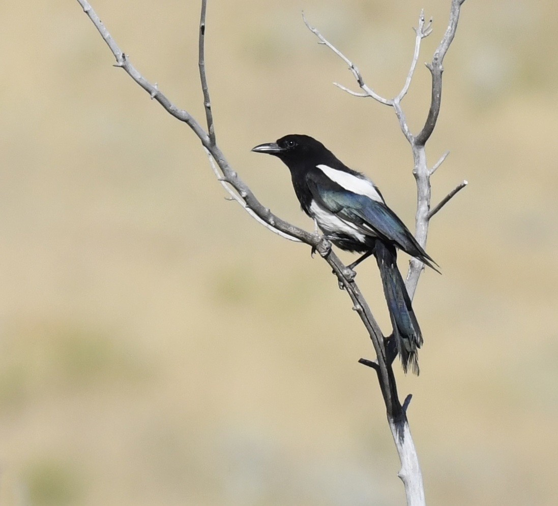 Black-billed Magpie - ML646889857