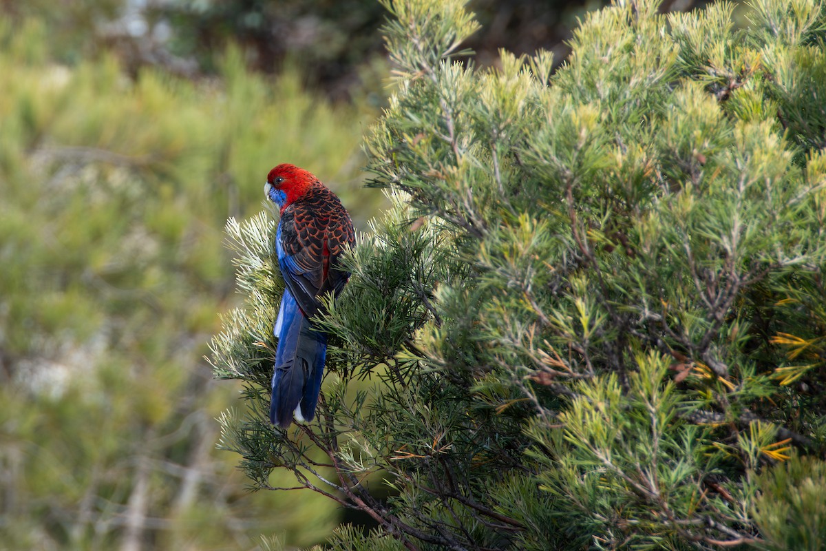 Crimson Rosella - ML646889858