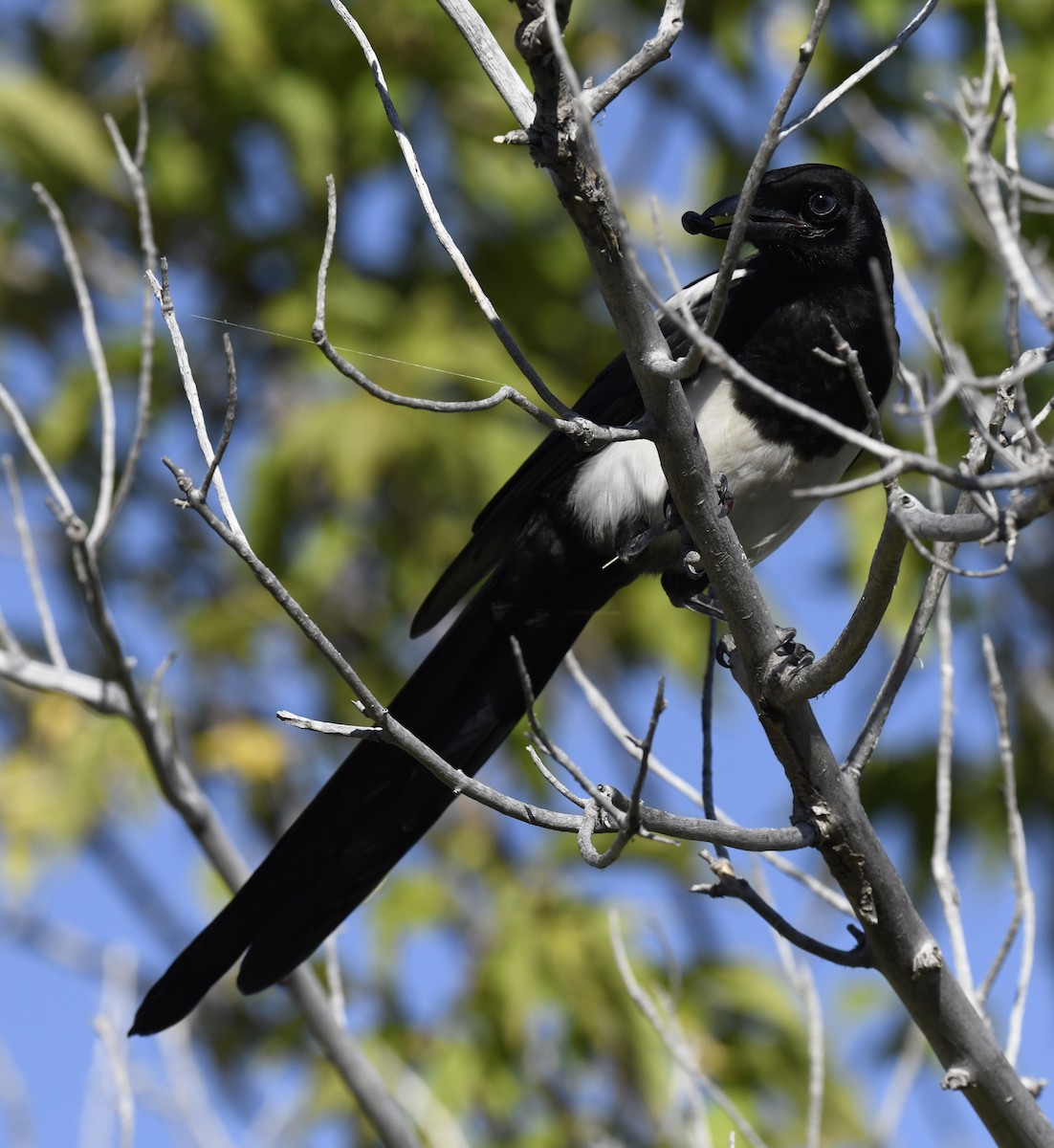 Black-billed Magpie - ML646889859