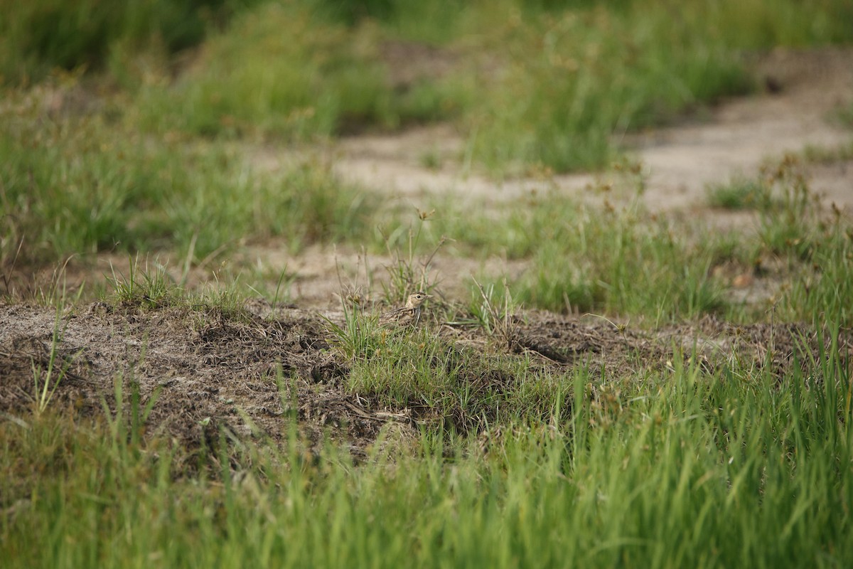 Malabar Lark - ML646889860