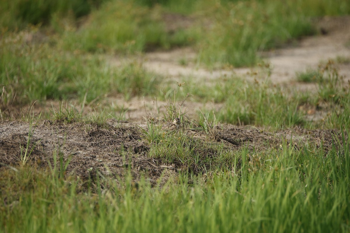 Malabar Lark - ML646889861