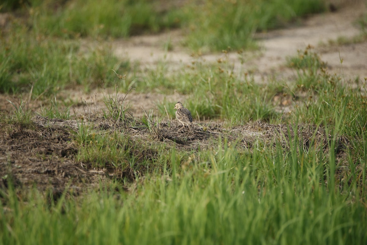 Malabar Lark - ML646889862