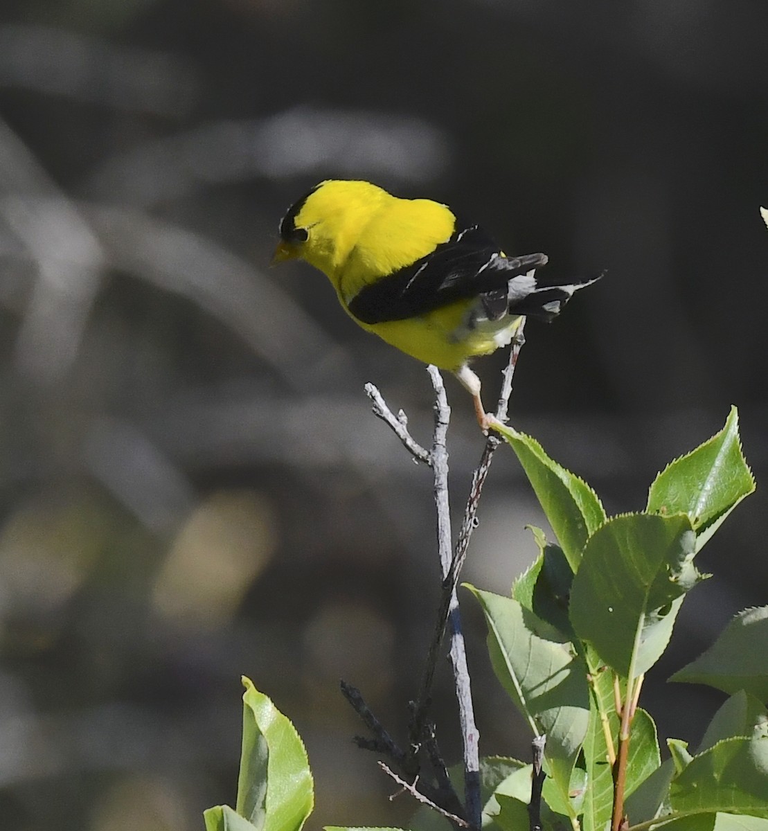 American Goldfinch - ML646889863
