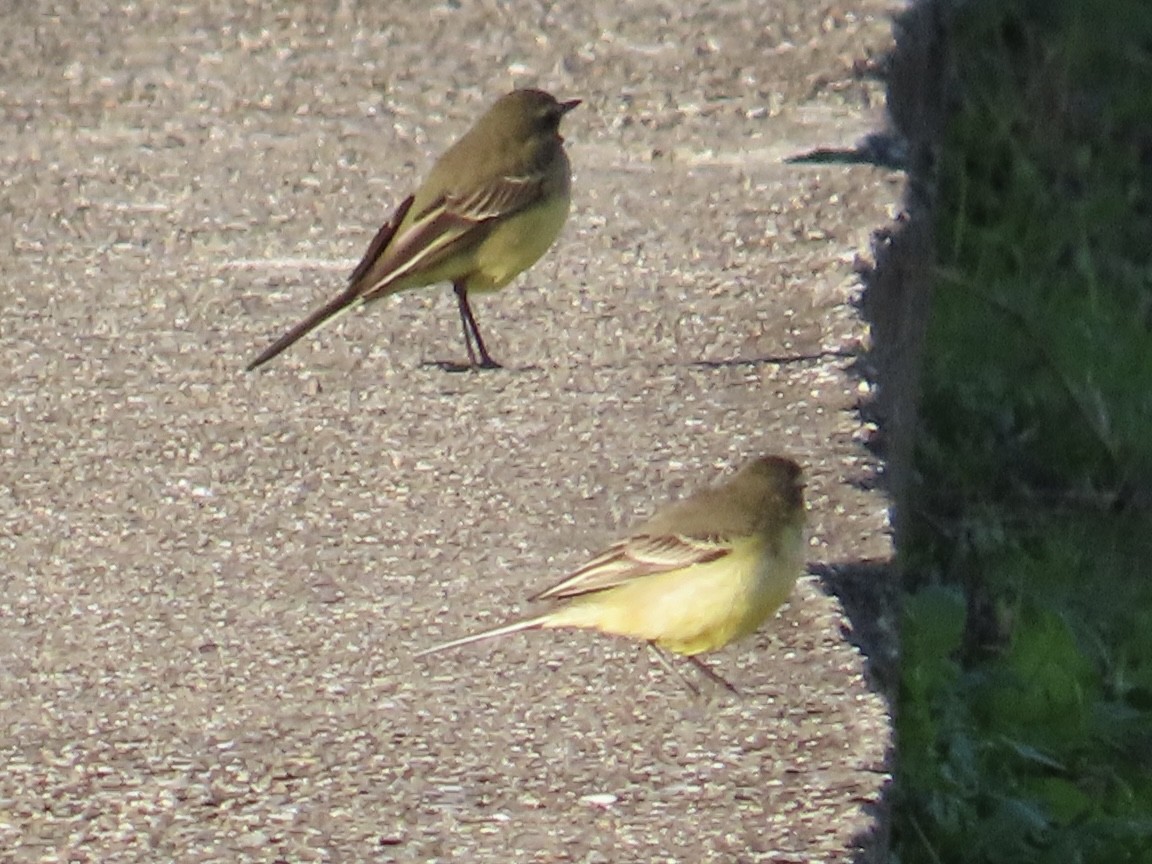 Eastern Yellow Wagtail - ML646889864