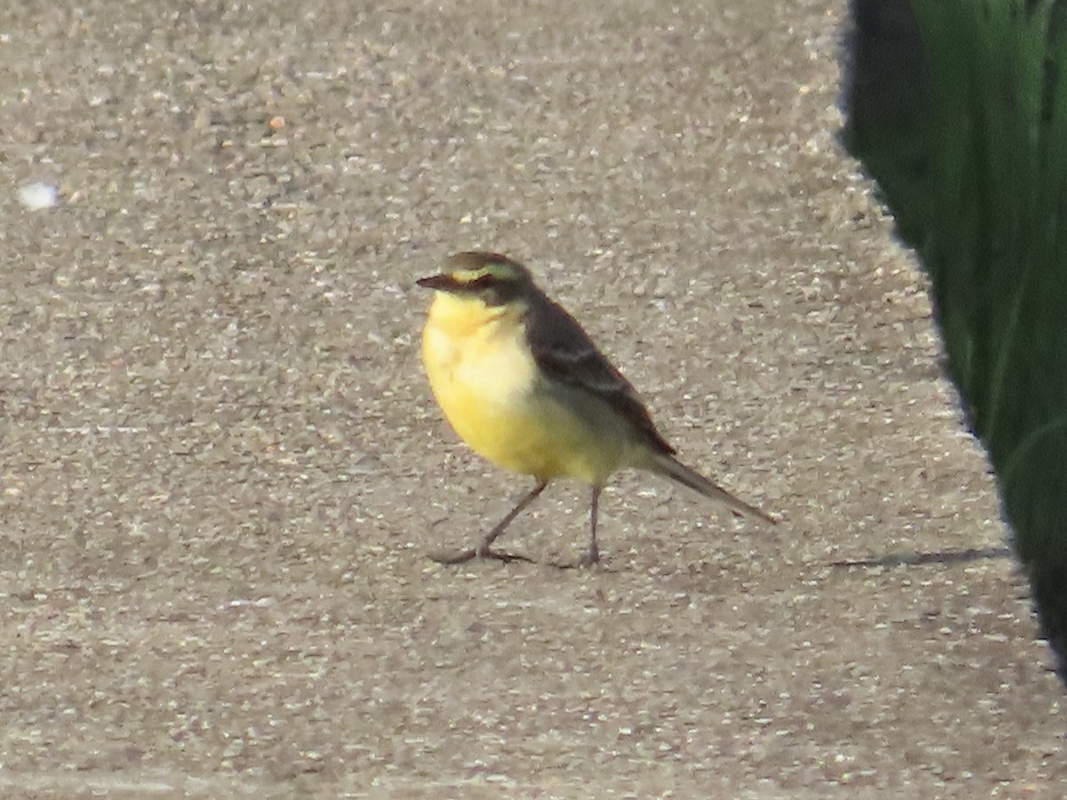 Eastern Yellow Wagtail - ML646889865