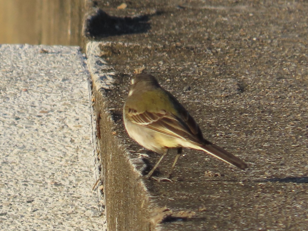 Eastern Yellow Wagtail - ML646889866