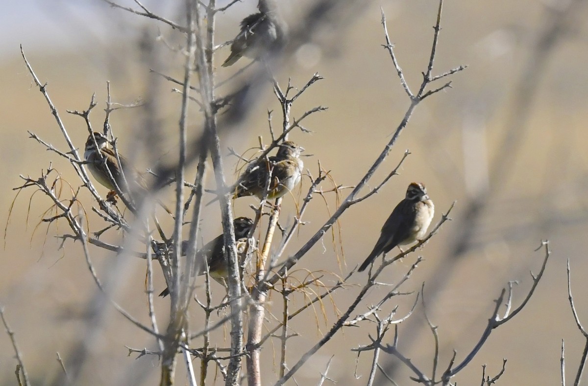 Lark Sparrow - ML646889867
