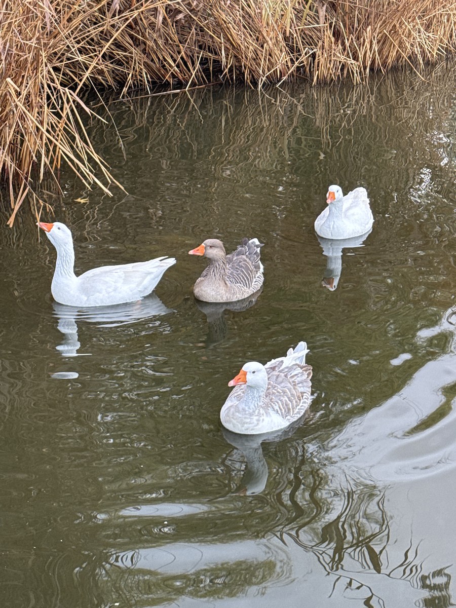 Graylag Goose - ML646889868