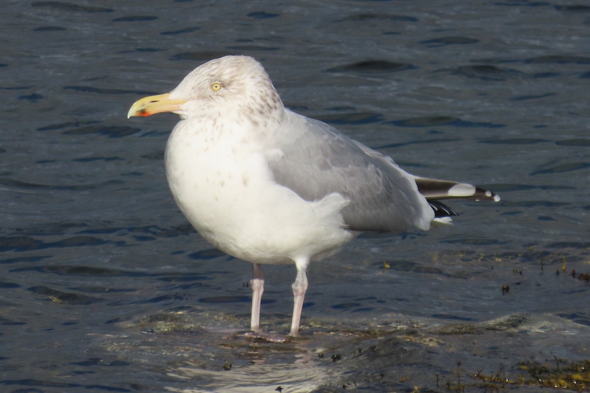 American Herring Gull - ML646889869