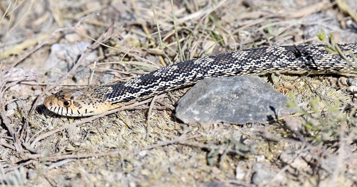 Reptiles - ML646889870