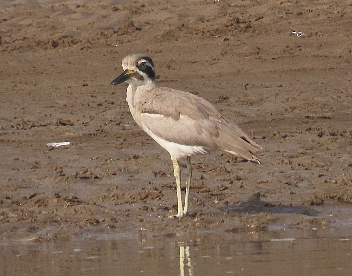 Great Thick-knee - ML646889871