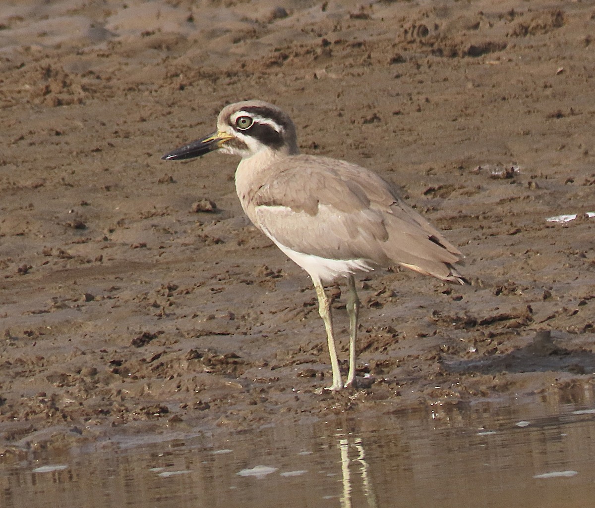 Great Thick-knee - ML646889872