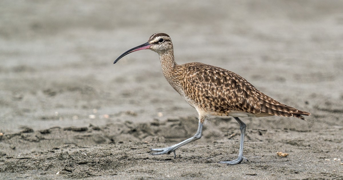 Hudsonian Whimbrel - ML646889873