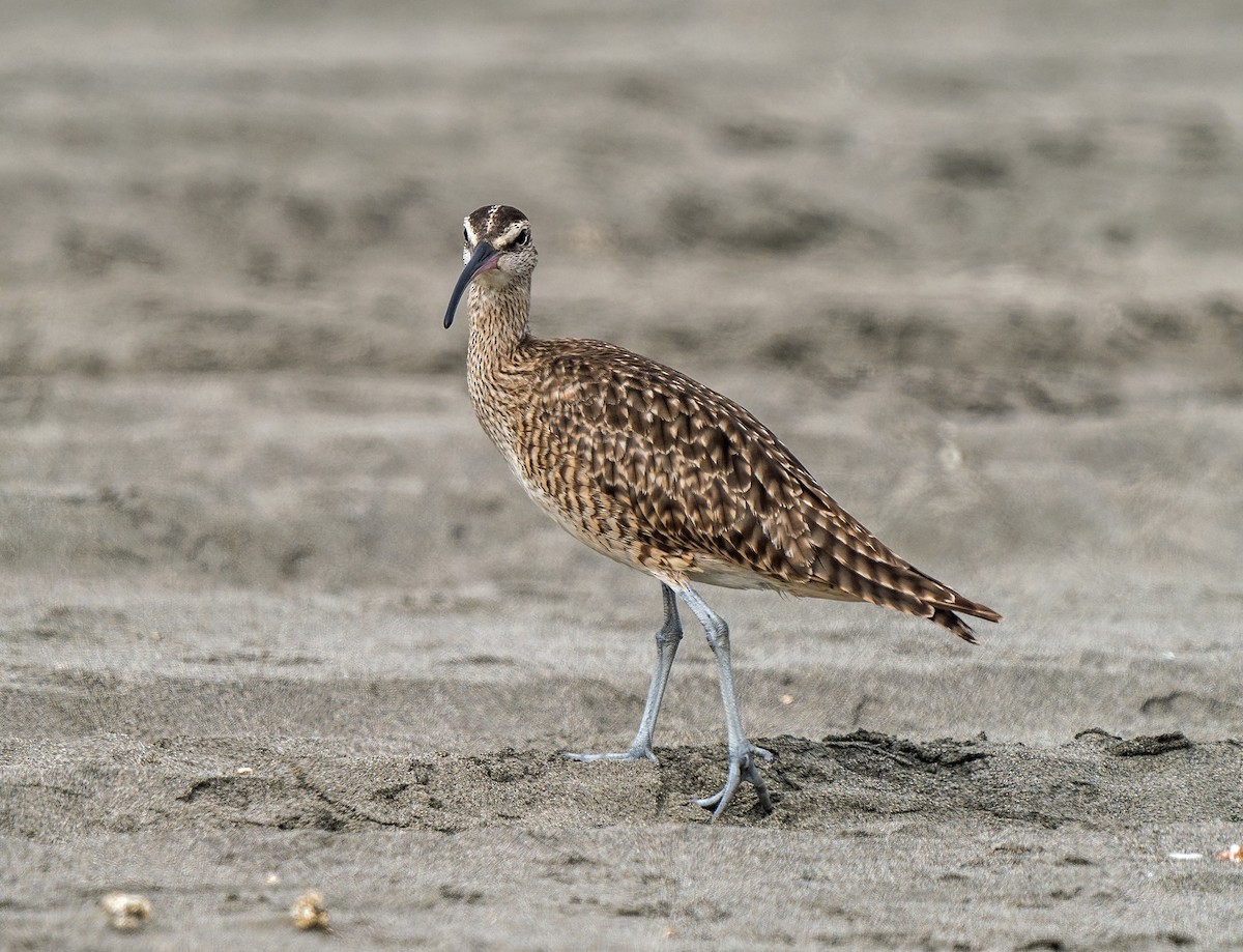 Hudsonian Whimbrel - ML646889874
