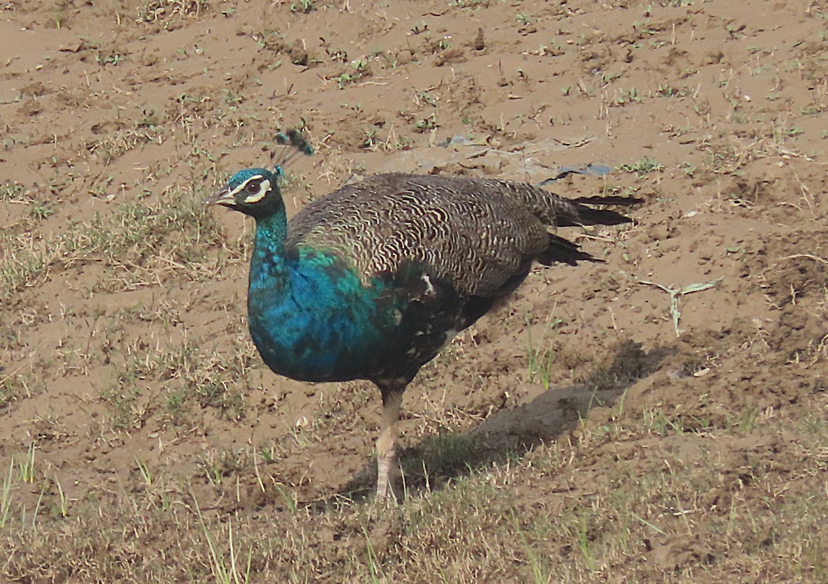 Indian Peafowl - ML646889875