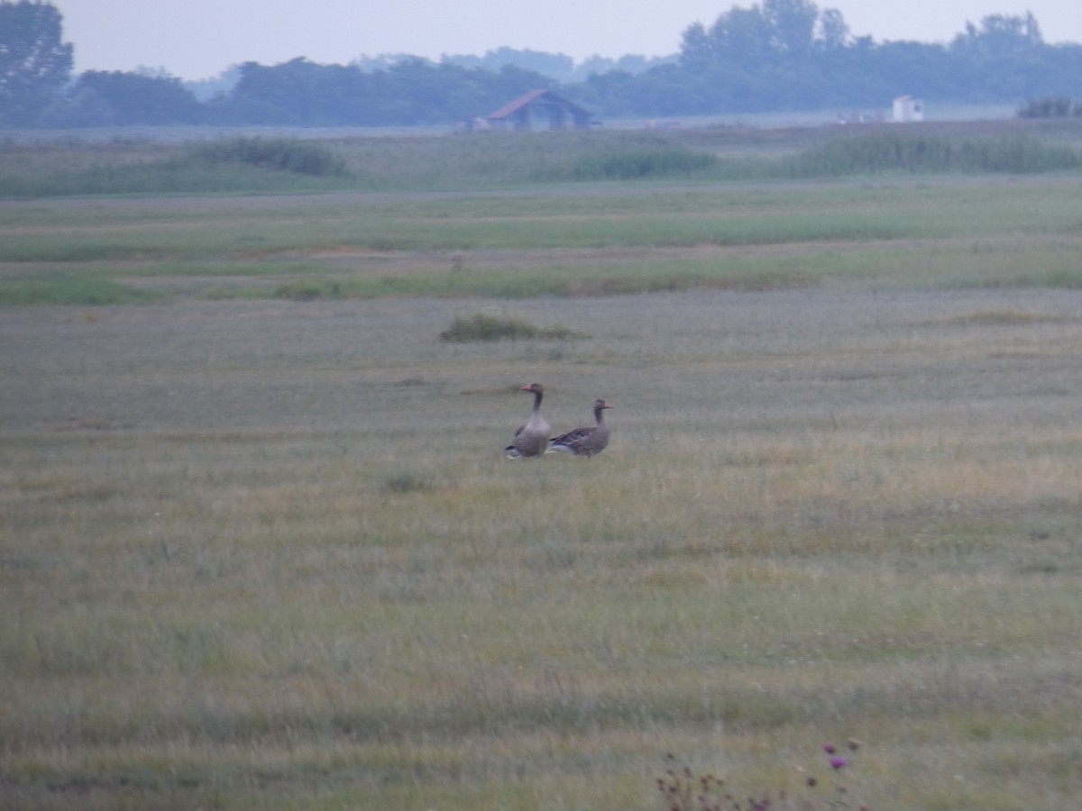 husa velká - ML646889883