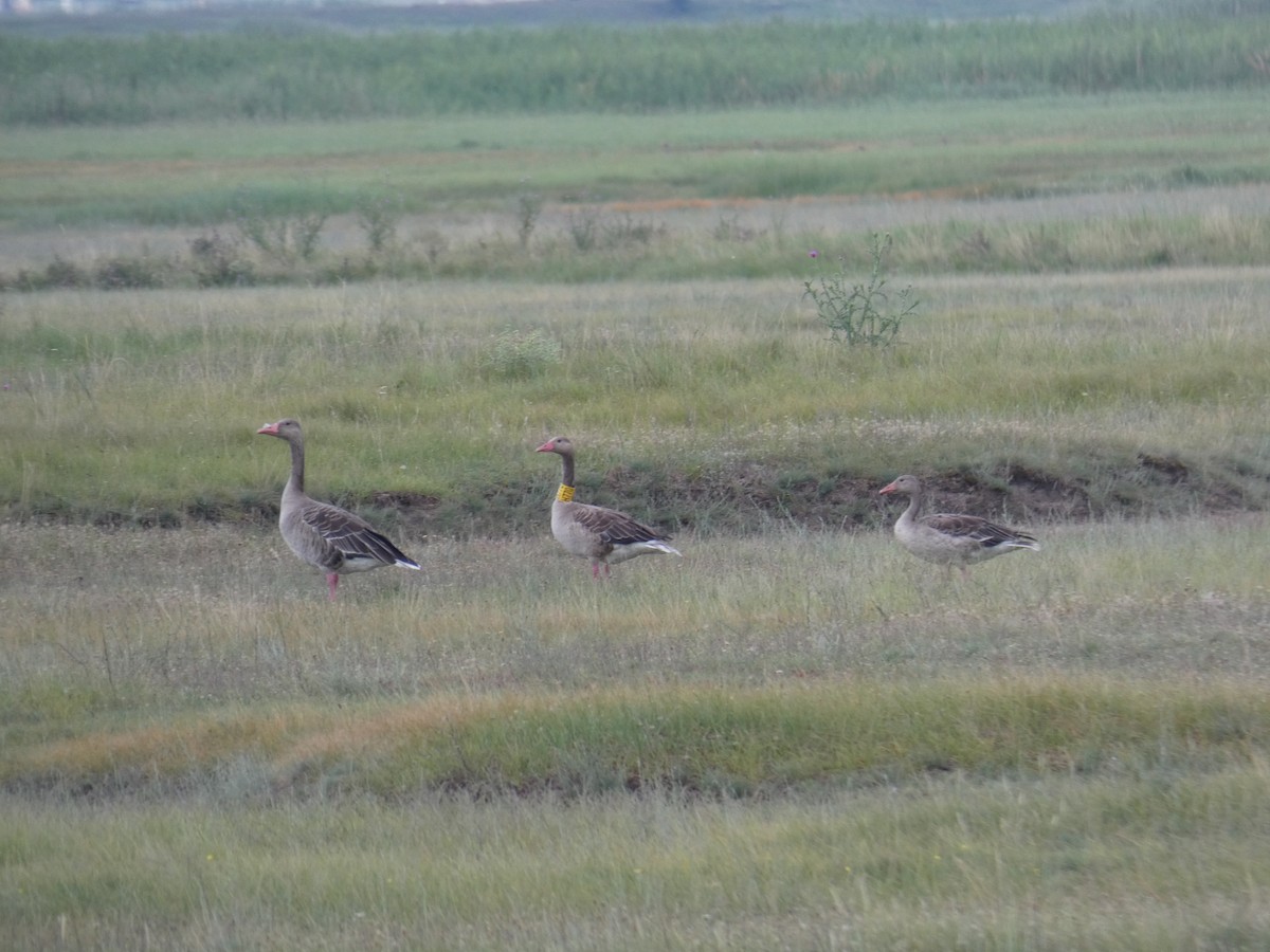 husa velká - ML646889884