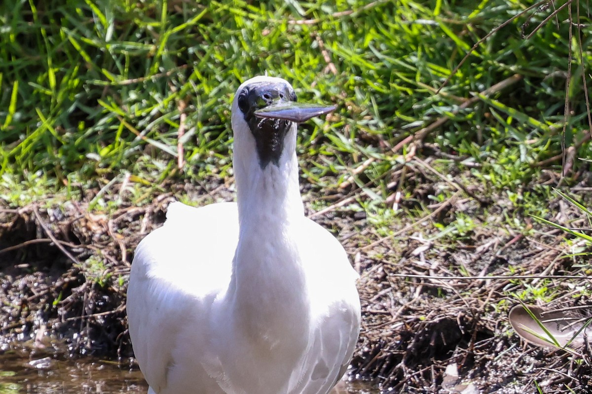 Royal Spoonbill - ML646889885