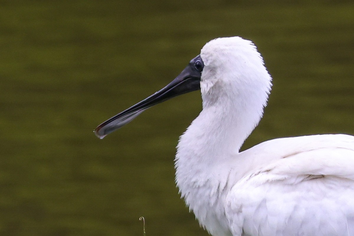 Royal Spoonbill - ML646889886