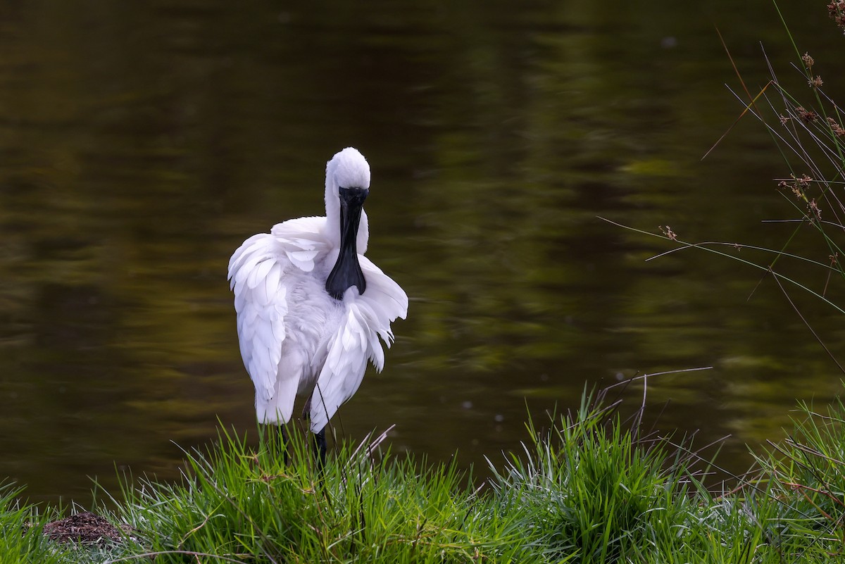 Royal Spoonbill - ML646889887