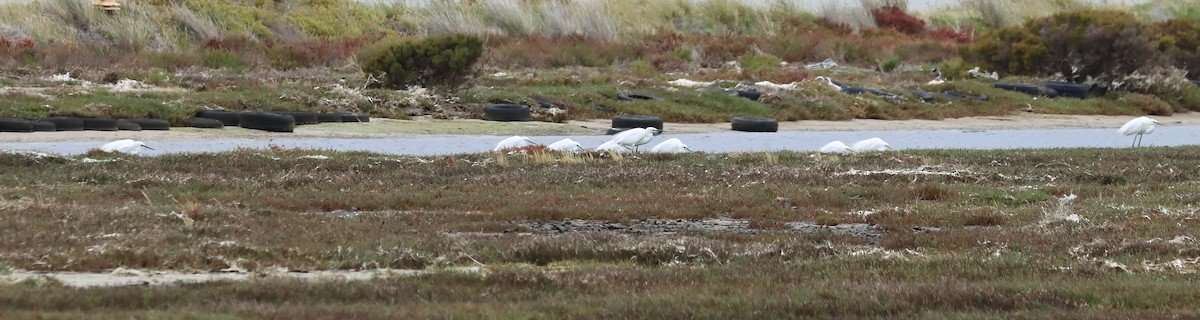 Great Egret - ML646889888