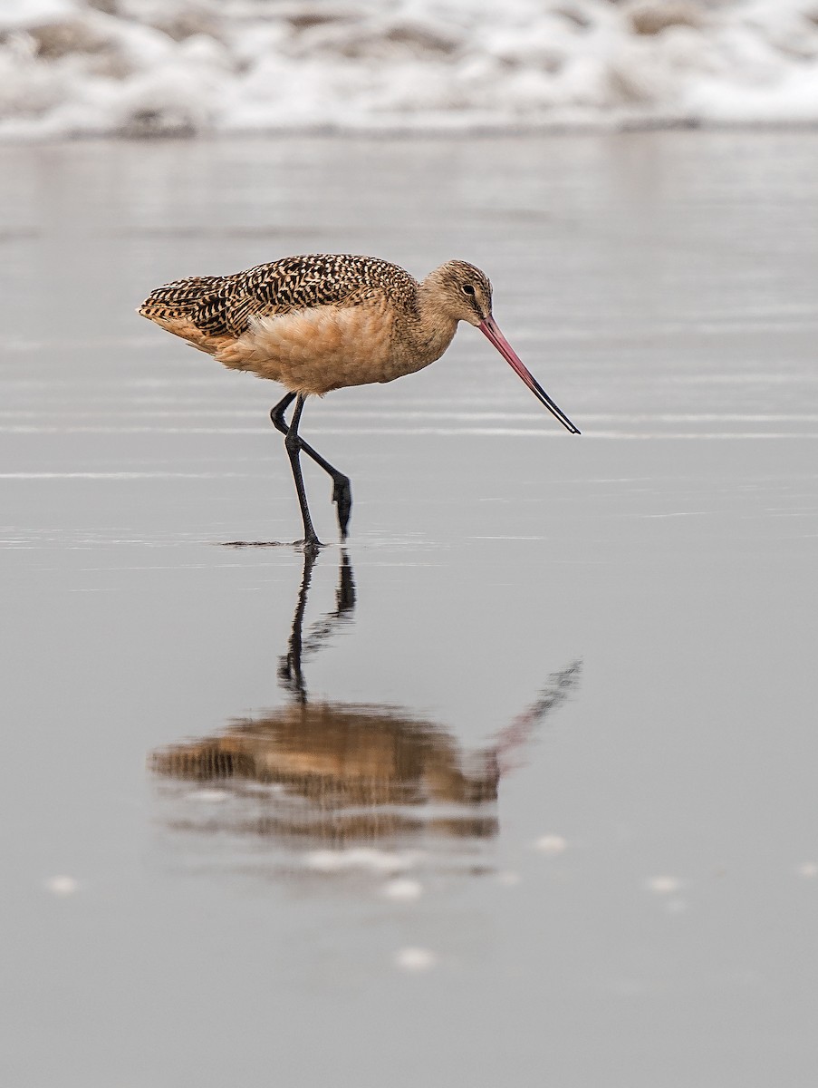 Marmorschnepfe - ML646889911