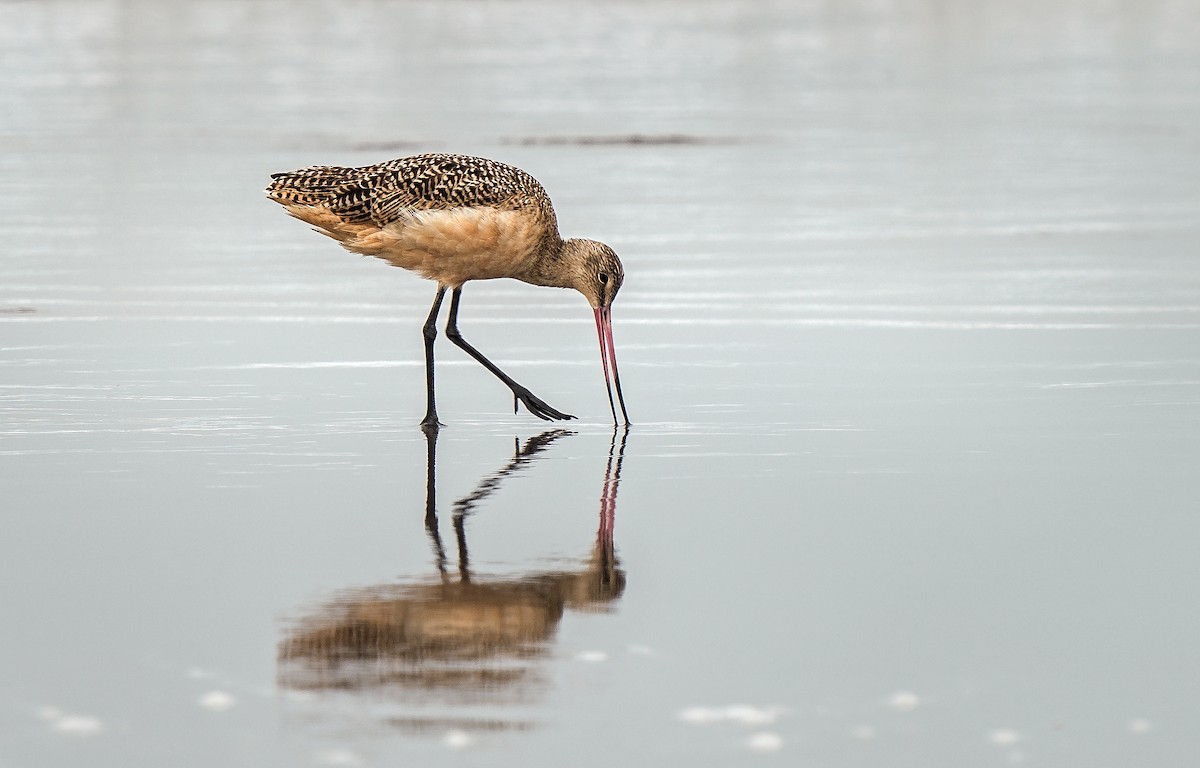 Marmorschnepfe - ML646889912